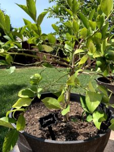 lemons plant label stakes